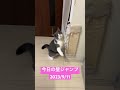 今日の壁ジャンプ!(ふく)#shorts