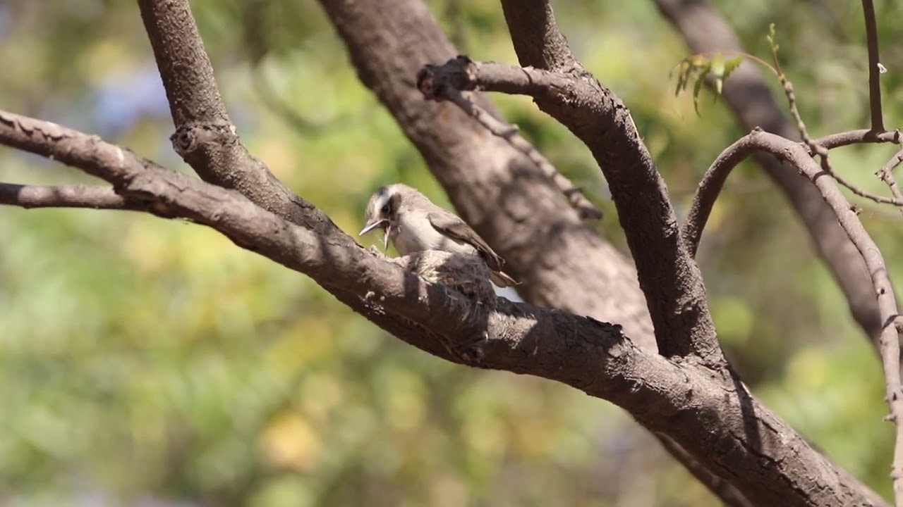 Nest making process of Common Woodshrike (Tephrodornis pondicerianus)