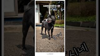 Goalkeeper dog in action! 🐶⚽-Random Encounter 004-#photography #dogshorts