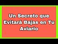 🔔 Evitar MUERTES de JILGUEROS en Tu AVIARIO , te Cuento El SECRETO que no NADIE te ha Contado 🔔