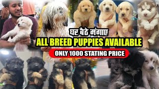 Cheapest Dog Market In Patna 2023 | Home Delivery | सबसे बड़ा डॉग सेलर | 3 Ghumakkar