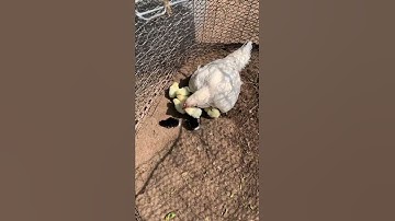 Poj Qaib Nc/Gb hatched eggs 3/29/22