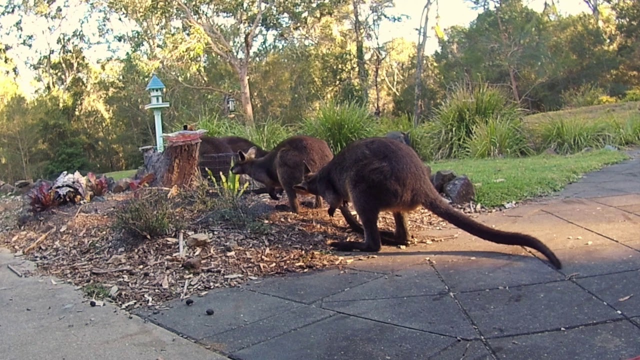 Australian Wildlife: Swamp Wallaby Courting