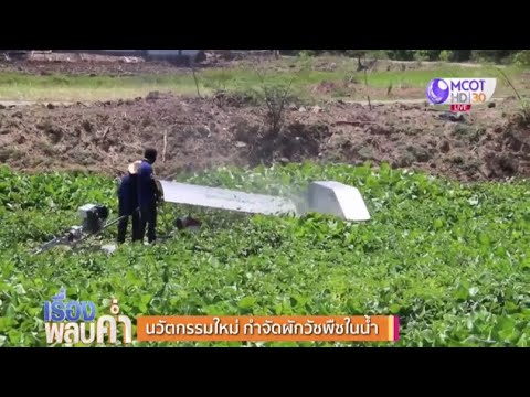 วีดีโอ: การจัดการผักตบชวา - วิธีควบคุมผักตบชวาในสระน้ำ