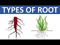 Understanding Root Systems