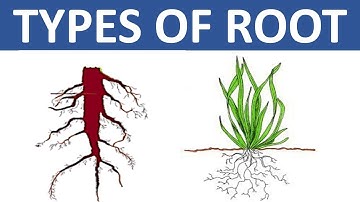 TYPES OF ROOT || TAPROOT AND FIBROUS ROOT || DIFFERENCE BETWEEN TAPROOT AND FIBROUS ROOT || SCIENCE