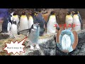 【ハシビロコウふたばファン必見】長崎ペンギン水族館がすごい!!飼育員さんにごはんをもらうペンギンのシーンにドキッ!(ふたばちゃんは出てきません)Nagasaki Penguin Aquarium