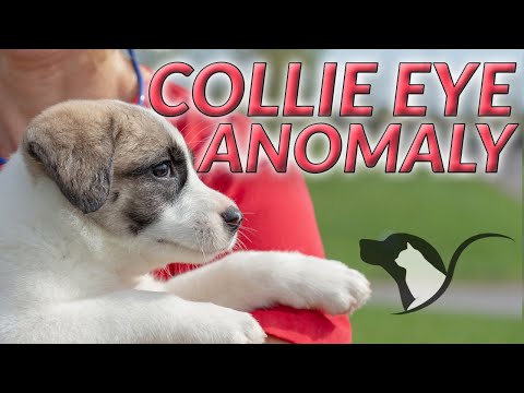 Video: Hond Collie Eye Disorder - Collie Dog Eye Disorder Behandeling