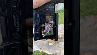 Cat Photography - Sony a6000 - 50mm f1.8 OSS #sony #sonya6000 #50mm #catphoto #straycat