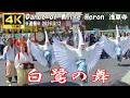【4K Japan】※速報※ 2026.4.12 白鷺の舞 浅草寺『White Heron Dance at Senso-ji Temple』#浅草寺 #白鷺の舞 #浅草