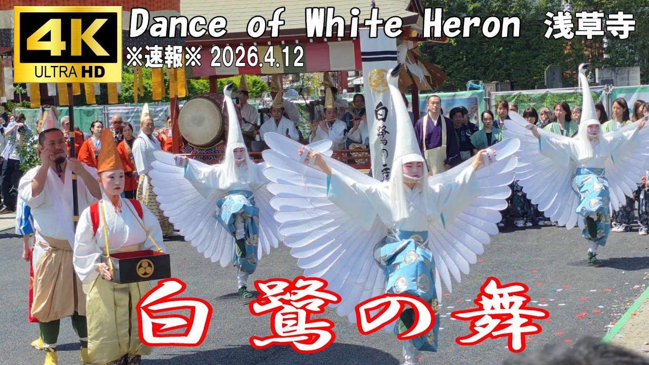 【4K Japan】※速報※ 2026.4.12 白鷺の舞 浅草寺『White Heron Dance at Senso-ji Temple』#浅草寺 #白鷺の舞 #浅草