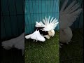 Fancy pigeons  beautiful pigeons  m shakeel vlogs shorts