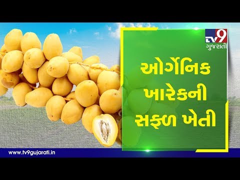 Surendranagar's farmer brings revolution in organic farming, earns livelihood through dates farming