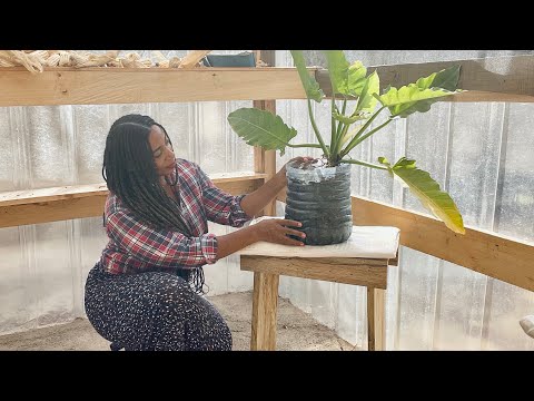 Our Homestead Life Daily | GREEN HOUSE | OUTDOOR LIVING