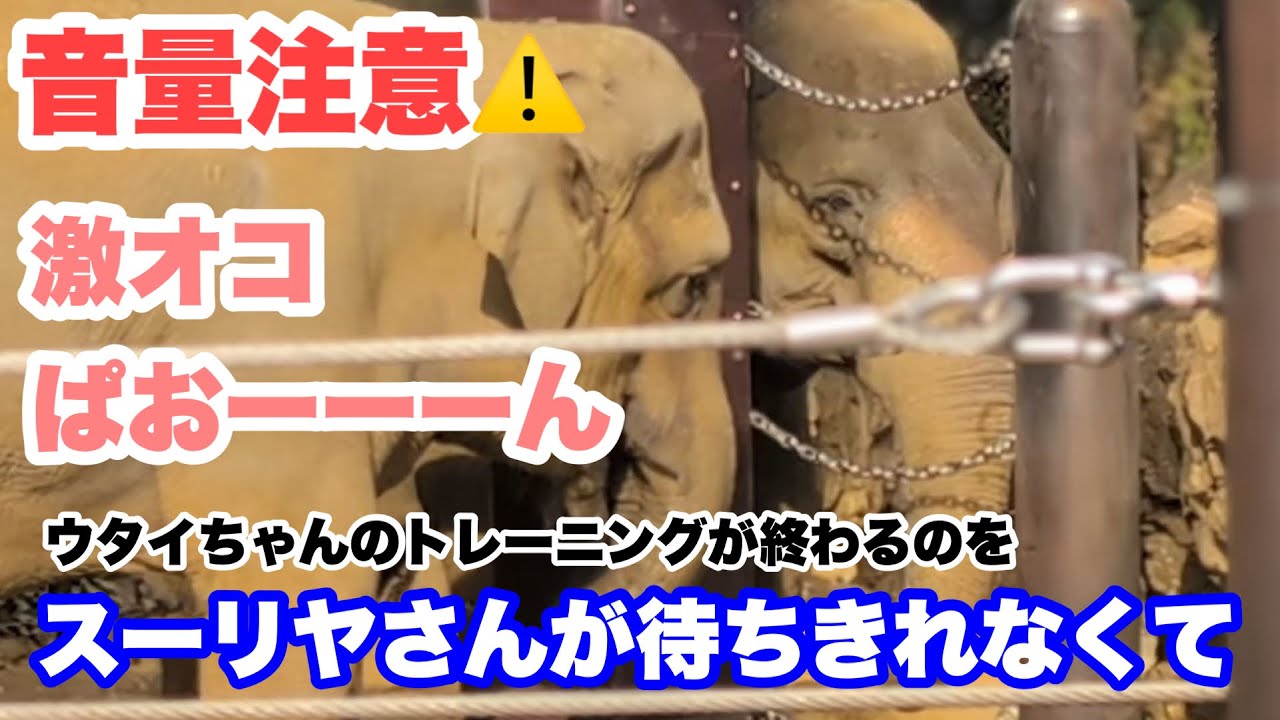 【音量注意】スーリヤさんとウタイちゃんが激オコぱおーーーんだったじょー　2026.02.05