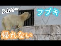 ホッキョクグマの「フブキ」部屋に帰りたいけど帰れない【東山動物園】