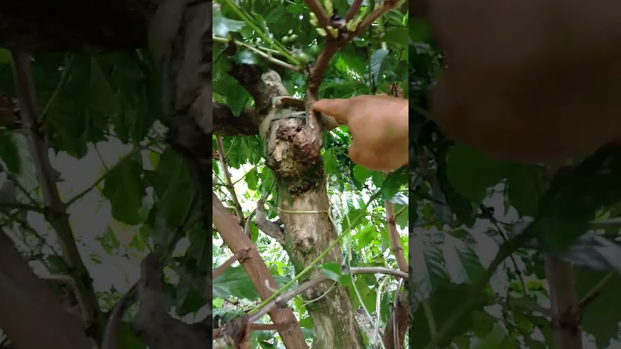 cách ghép cải tạo vườn cape già cỗi thành vườn cực đẹp