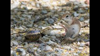 Round-tailed Ground Squirrel, Desert Spiny Lizard