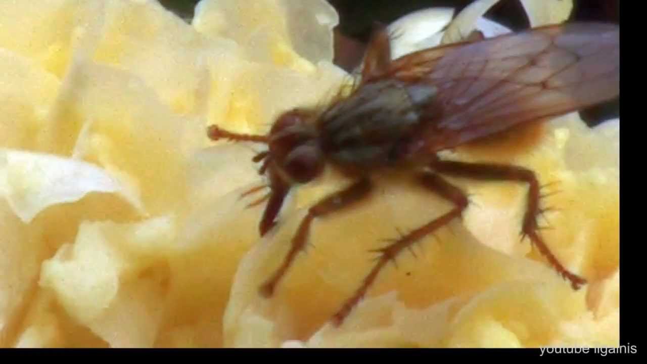 Horse Fly YouTube