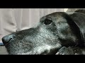 犬Ⅱ 163