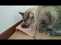 ASMR: My Cat Enjoying His Meal