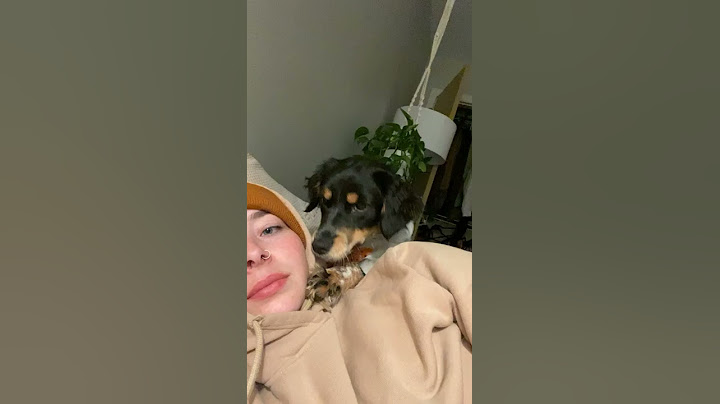Puppy Becomes Sassy After Rejected Kiss || ViralHog