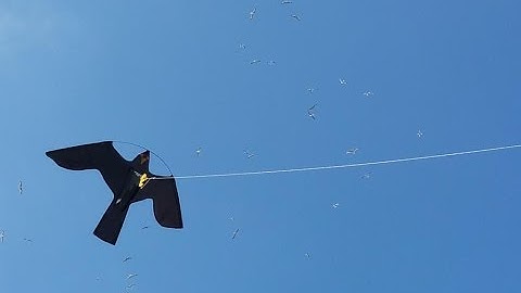 Bird scaring kite for gulls from BTP
