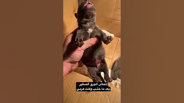 كنت هرمي الكلب Foryou Pitbull Dog اكسبلور كلاب Americanpittbull Pets Pitbullovers Puppy 