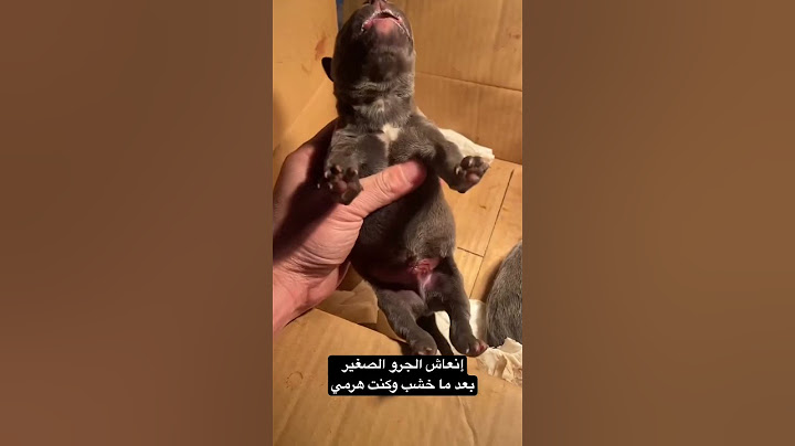 كنت هرمي الكلب 😞 #foryou #pitbull #dog #اكسبلور #كلاب #americanpittbull #pets #pitbullovers #puppy