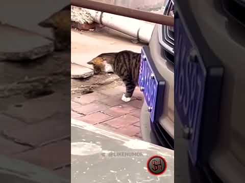Кот Крысолов