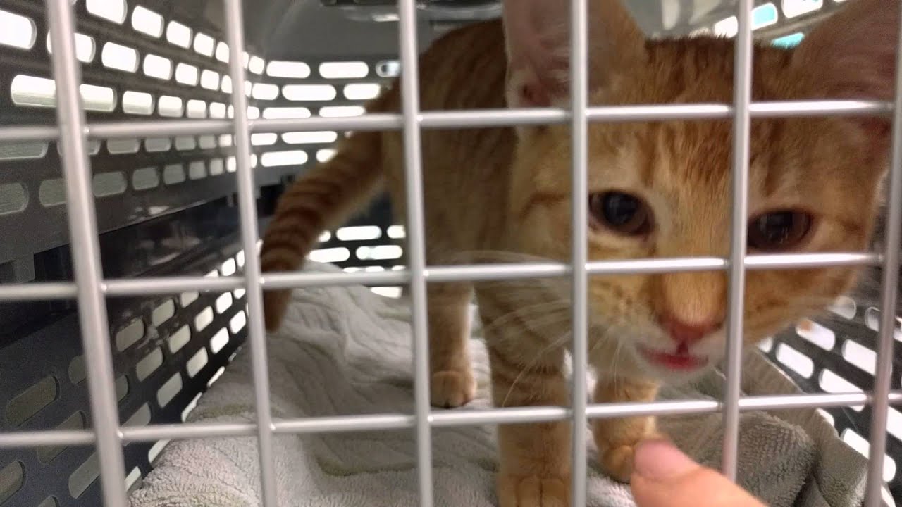 cat meowing after vet visit