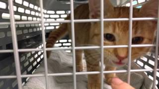 Kitten meowing in the vet's waiting room by Melanie Ratha 604 views 8 years ago 41 seconds