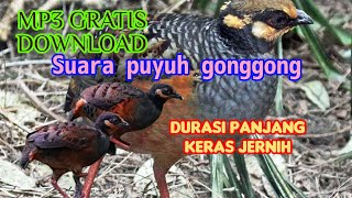 JOSSS🎯 MP3 SUARA PUYUH GONGGONG JERNIH KERAS AMPUH CALLING OF QUAILE #puyuh #puyuhhutan #mp3