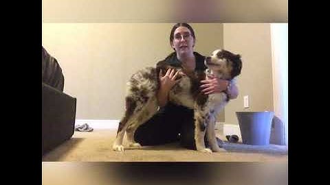 VTHT 1301 Fall 2020 Procedural Restraint Video Project