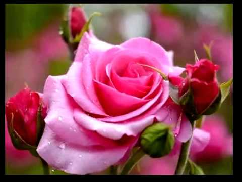 Image result for many photos of beautiful roses