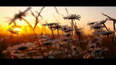 Idhren - Auto Sunset