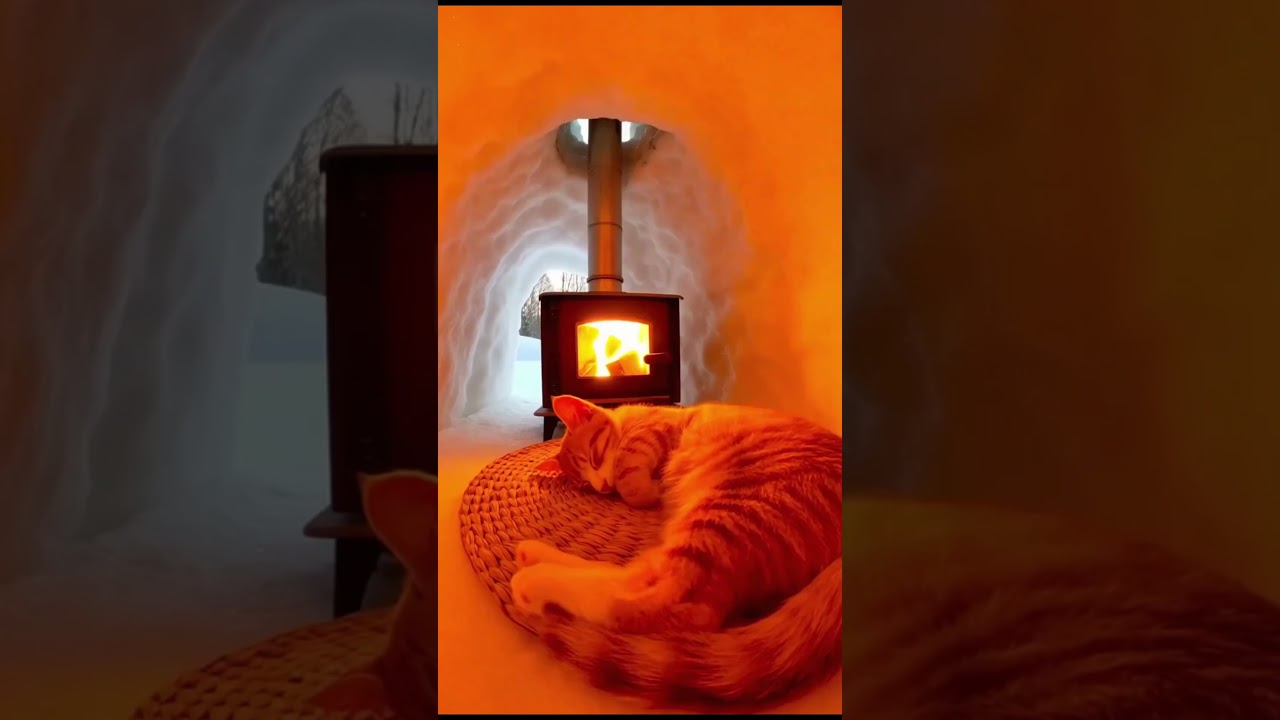🐾Cat Snow House♥️