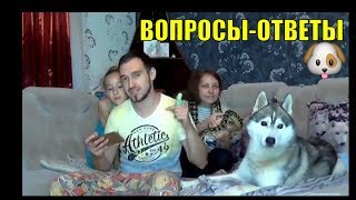 Хаски онлайн | Прямой эфир | Собака и ребёнок | Вопросы-Ответы #2 Хаски онлайн | Прямой эфир | Собака и ребёнок | Вопросы-Ответы #2