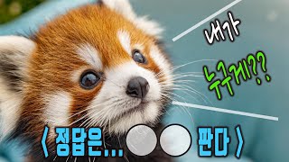 😜귀여움의 끝판왕에 도줜 🥇~~~ 🦝🐼나도 판다야~ 이 쒸~~🧡