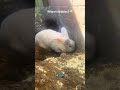 @clairelawson2015:  Where’s Nibbles? I will give you three guesses 😂😂