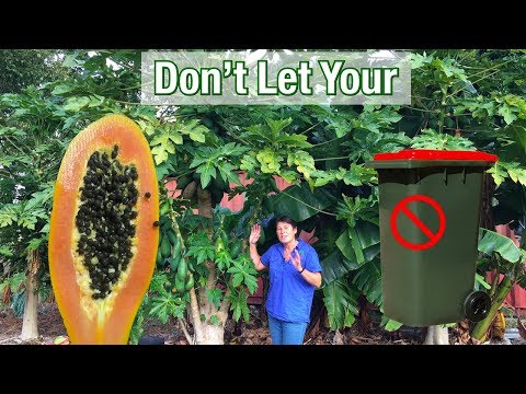 Video: Ce să faci cu o papaya cu pete negre – Tratarea bolii petelor negre din papaya