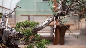 Stream Teaser: Summer Watering & Approach Grafting