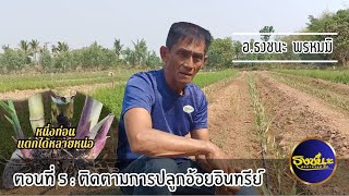 ปลูกอ้อยอินทรีย์ที่ตาลสุม [ตอนที่ 5 : ติดตามการปลูกอ้อย] | การปลูกอ้อยอินทรีย์ | #ธงชนะพรหมมิ