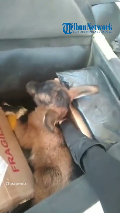VIRAL! Seorang Kurir Antar Paket Berupa Seekor Anak Kambing