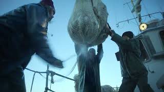 Käptn Iglo So Lecker Ist Nur Dein Schlemmerfilet