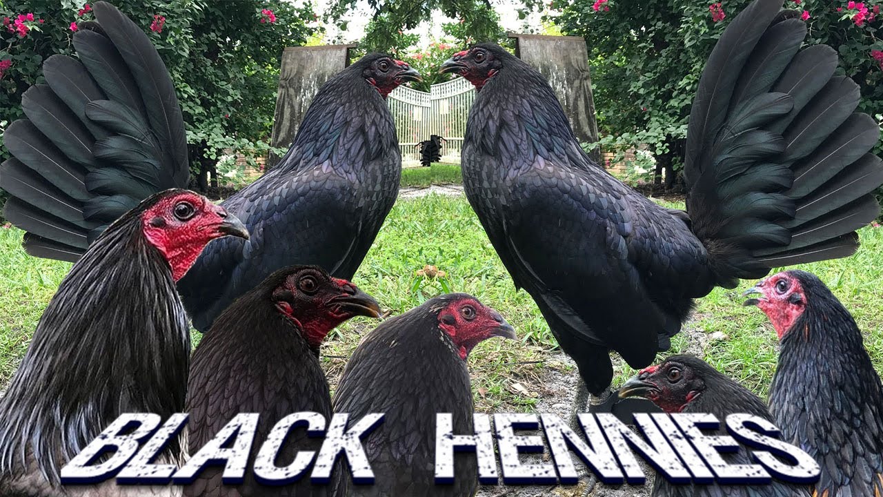 Beautiful Black Hennie Mug Miner Blue ROADS end Farm