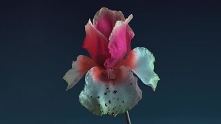 Video thumbnail of "Flume - Numb & Getting Colder feat. Kučka - Baauer Remix"