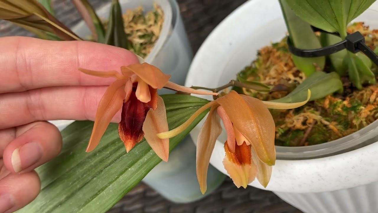 Coelogyne pocahontas/Coelogyne salmonicolor
