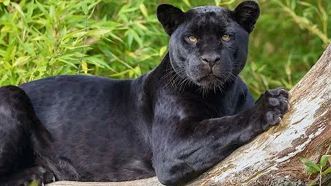 ¿Qué tipo de personalidad tiene Pantera Negra?