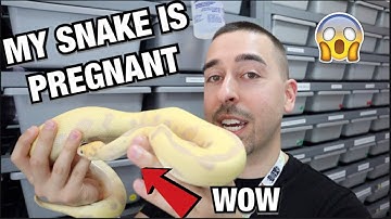 MY SNAKE IS PREGNANT! MY FIRST OVULATION! | BALL PYTHONS